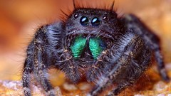 Macro nature spiders insects