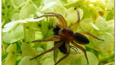 Macro nature spiders insects