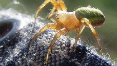 Macro nature spiders insects