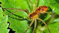 Macro nature spiders insects