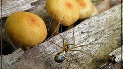 Macro nature spiders insects