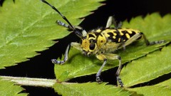 Macro nature spiders insects