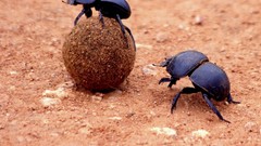 Macro nature spiders insects