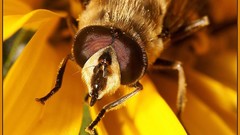 Macro nature spiders insects