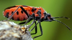 Macro nature spiders insects