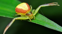 Macro nature spiders insects