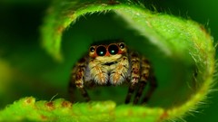 Macro nature spiders insects