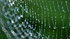 Macro nature spiders water drops