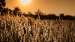 Macro nature spikelets