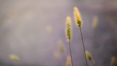 Macro nature spikelets