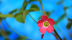 Macro nature Stars pink