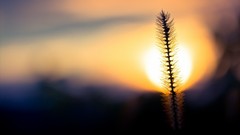 Macro nature sun Plants silhouettes bokeh blurred background