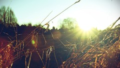 Macro nature sunlight depth of field