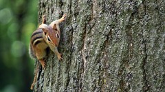 Macro nature Trees Animals