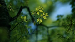 Macro nature Trees branches