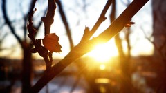 Macro nature Trees branches morning sunlight sun flare