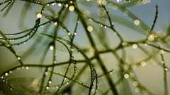 Macro nature Trees branches Plants water drops sunlight depth 