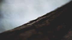 Macro nature Trees close-up flora blurred background depth of 