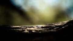 Macro nature Trees close-up flora blurred background depth of 