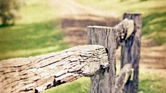 Macro nature Trees close-up roads fences