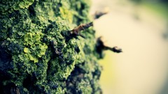 Macro nature Trees depth of field