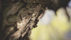 Macro nature Trees flora blurred background depth of field