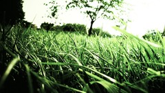 Macro nature Trees grass Green depth of field