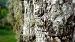 Macro nature Trees moss bark Wood HDR Photography depth of field