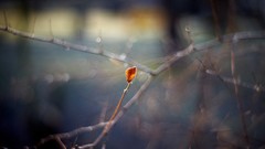 Macro nature Trees Plants spring bud