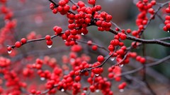 Macro nature Trees rain red branches Berries water drops
