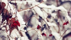 Macro nature Trees snow winter seasons fruits