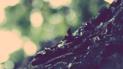 Macro nature Trees summer close-up bokeh flora depth of field 