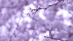 Macro nature Trees Violet blossoms depth of field