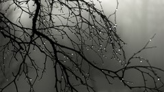 Macro nature Trees winter branches monochrome water drops depth 