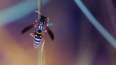 Macro nature wasp close-up water drops