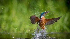 Macro nature water Birds splashes kingfisher