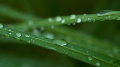 Macro nature water drops