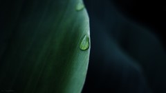 Macro nature water drops