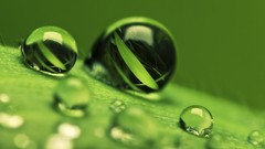 Macro nature water drops