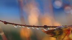 Macro nature water drops