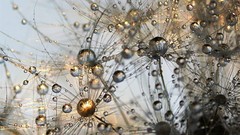 Macro nature water drops