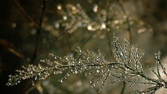 Macro nature water drops