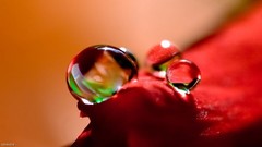 Macro nature water drops