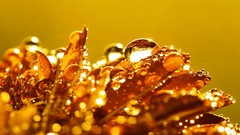 Macro nature water drops