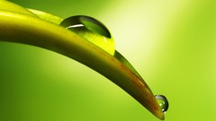 Macro nature water drops