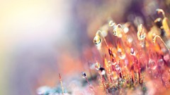 Macro nature water drops