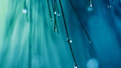 Macro nature water drops