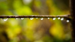 macro nature water drops twigs