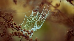 Macro nature web