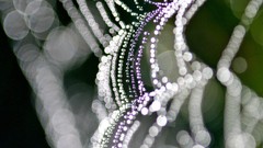 Macro nature web water drops